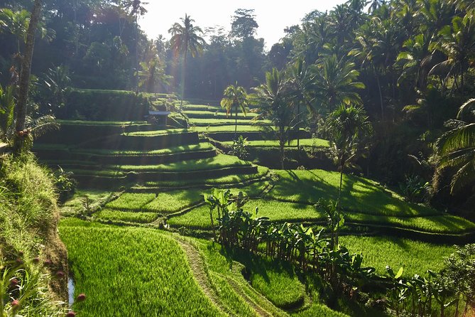 Best of Ubud Waterfalls, Tegalalang Rice Terrace and Swing Tour - Tour rhythm: why the order of stops matters in real life