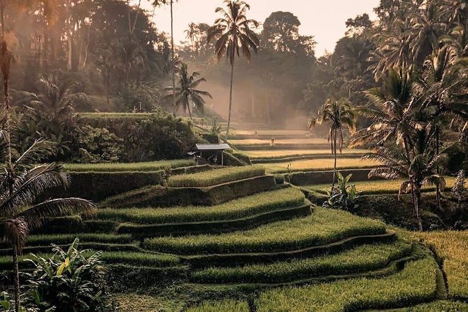 Best of Ubud Waterfalls, Tegalalang Rice Terrace and Swing Tour - Tegalalang Rice Terrace swing: the classic view plus real wow-factor