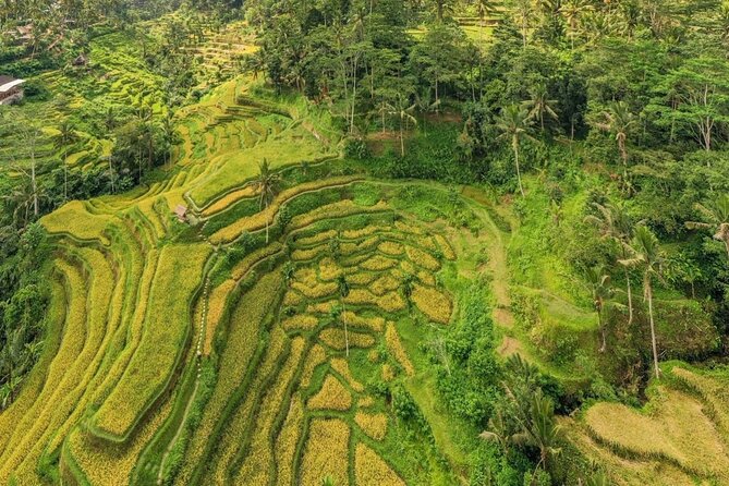 Best of Ubud: Waterfalls, Temple & Rice Terraces Private Day Tour - Tirta Empul Temple: Spring Water Rituals and Sarong Rules