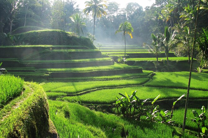 Best of Ubud: Waterfalls, Temple & Rice Terraces Private Day Tour - Who This Tour Fits Best (And Who Might Want Something Different)