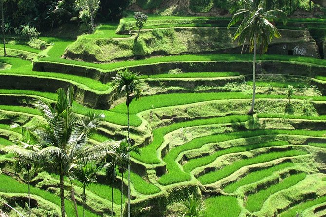 Best of Ubud with Jungle Swing Experience - Celuk and Tohpati: batik, gold, and silver with real workshop energy