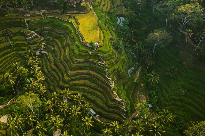 Best Ubud Highlights - Private Day Tour - Sacred Monkey Forest Sanctuary: a one-hour dose of live, wild energy