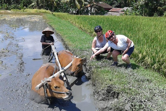 Bike ride in the rice fields, Bali countryside - Bikes, guides, and small-group pacing that feels personal