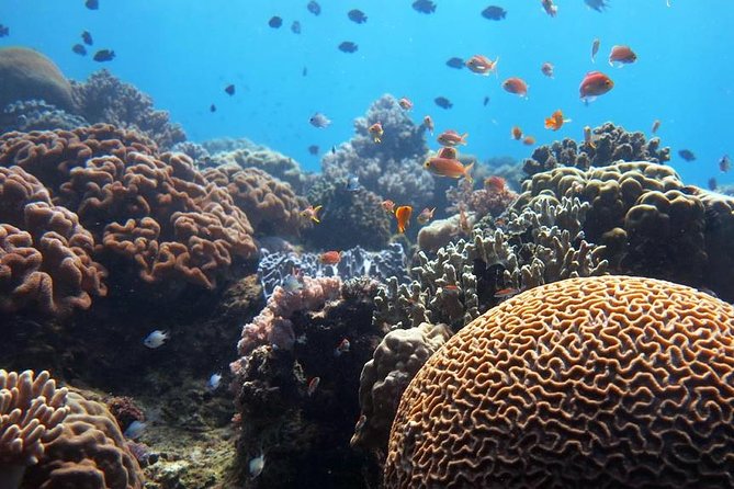 Bloo Lagoon Snorkeling East Bali Includes Transportation & Lunch - What 4 hours in the lagoon actually feels like