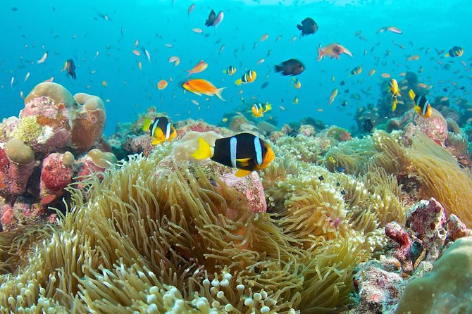 Bloo Lagoon Snorkeling East Bali Includes Transportation & Lunch - Snorkel gear and first-time support: you’re not left to figure it out