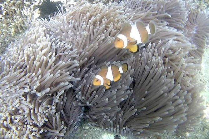 Blue Lagoon & Tanjung Jepun Snorkeling Private Tour - Why Padang Bai Makes This Snorkel Day Feel Worth It