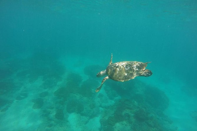 Blue Lagoon & Tanjung Jepun Snorkeling Private Tour - Lunch, Shower, and the Wet-Day Details That Make or Break It