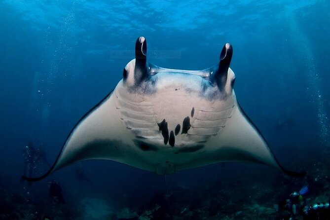Certified Scuba Dive with Manta Rays (Open Water Diver minimum) - Key Things That Make This Manta-Ray Day Work