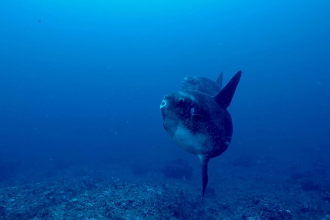Certified Scuba Dive with Manta Rays (Open Water Diver minimum) - Morning Setup at the Sanctum Base in Nusa Penida