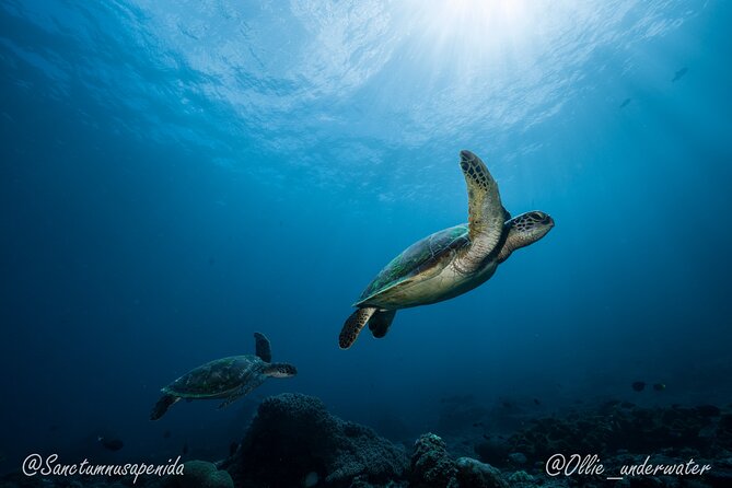 Certified Scuba Dive with Manta Rays (Open Water Diver minimum) - Boat Time Means Food, Hydration, and a Real Break