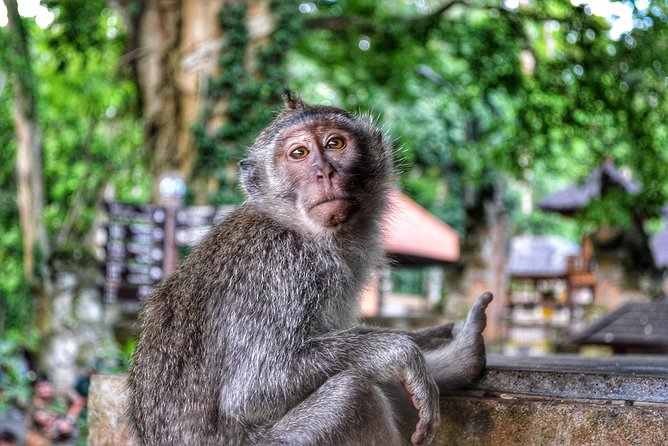 Cretya Ubud and Monkey Forest Sanctuary Tours - Stop 3: Cretya Ubud (3 hours) for rice-terrace views and day club time