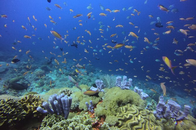Day Trip Discover Scuba dive in Nusa Penida 2 dives (From Sanur - South Bali) - Bali Diving Academy and the safety-first instructor approach