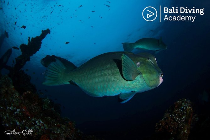 Day Trip Snorkeling in Tulamben - Explore Liberty Wreck (pick up in South Bali) - Key Points You’ll Care About