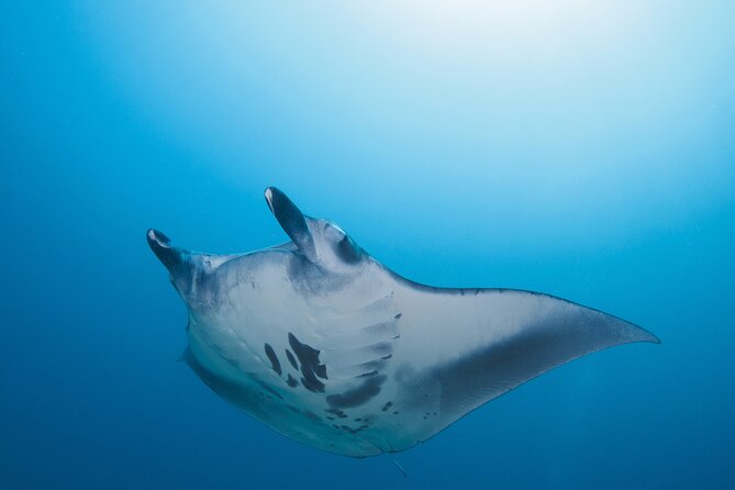 Day Trip snorkeling Nusa Penida - Manta 3 sites (from south bali) - What You’ll Actually See: Manta Chances and Famous Nusa Penida Snorkel Spots