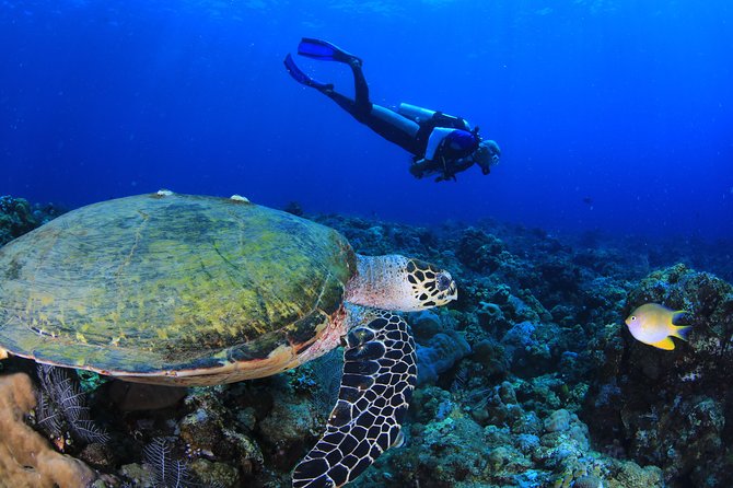 Discover Scuba Diving - Should You Book This Ubud-to-Amed Intro Session?
