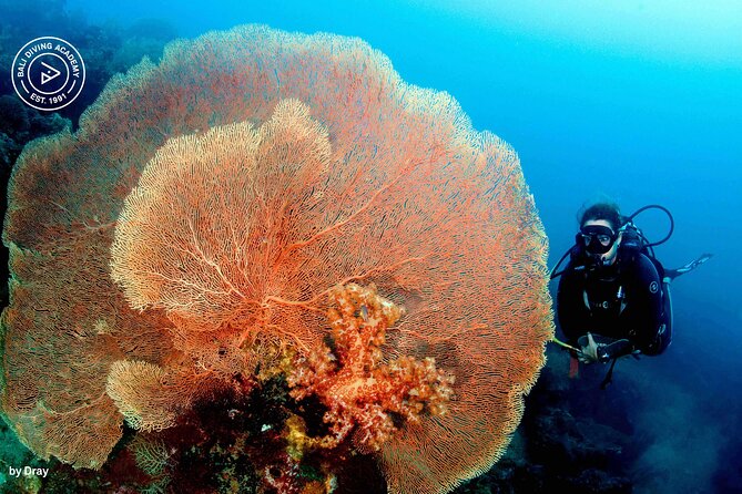 Discover Scuba Diving in Pemuteran at the Biorock site,1 shore dive all included - Price and value: is $75 a fair deal for a first-scuba experience?