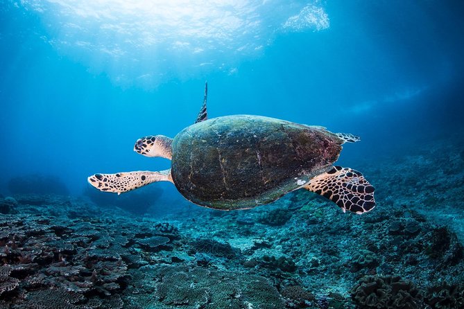 Discover Scuba Diving in Pemuteran - Diving Initiation in Bali (Menjangan Park) - Your half-day flow: 4 steps that keep you from feeling rushed