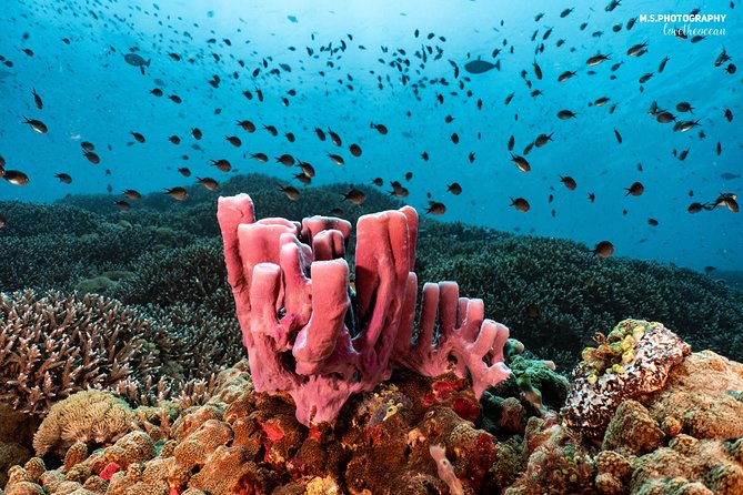 Discover Scuba Diving in Pemuteran - Diving Initiation in Bali (Menjangan Park) - Menjangan Island reef time: what to expect from the underwater world