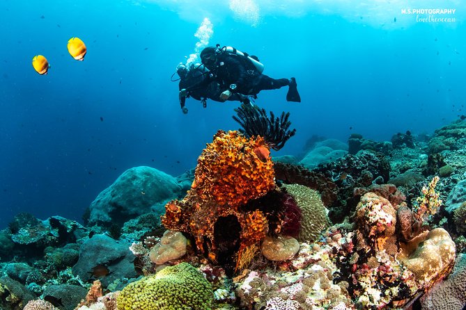 Discover Scuba Diving in Pemuteran - Diving Initiation in Bali (Menjangan Park) - Price and what you should budget for (including the Park fee)