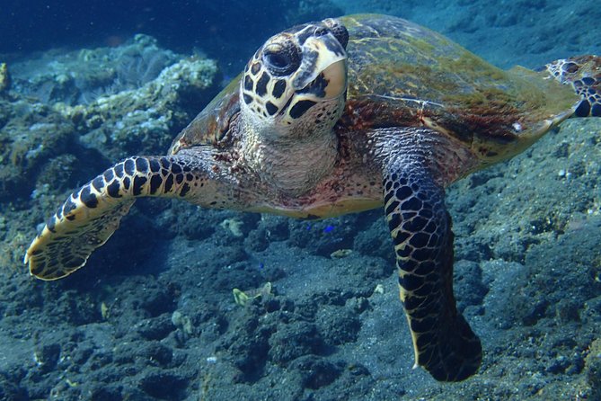 Discover Scuba Diving in Pemuteran - Diving Initiation in Bali (Menjangan Park) - Should you book this Pemuteran Menjangan initiation?