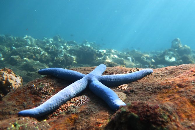 Discover Scuba Diving Tulamben Bali For Non-Certified Divers - Key Things That Make This Tulamben Scuba Day Work