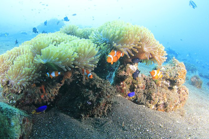 Discover Scuba Diving Tulamben Bali For Non-Certified Divers - Sanur Paperwork and Equipment Trial: The Stuff That Saves Nerves