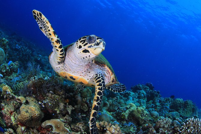 Discover Scuba Diving - Coral Garden vs. the USAT Liberty Shipwreck: What You’re Signing Up For