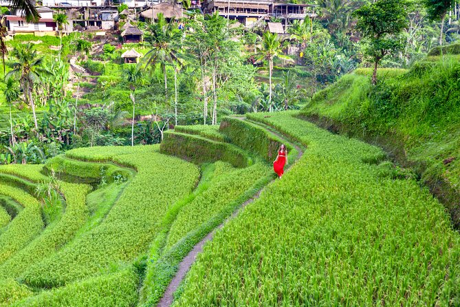 Discover The Best of Ubud: All-Inclusive and Private Guided Tour - Sacred Monkey Forest: plan for photos and monkey etiquette
