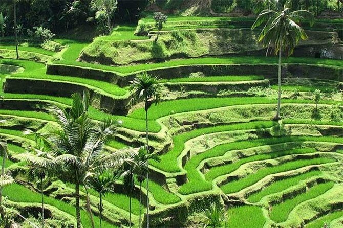 Discover the best waterfalls in Ubud and rice terraces tour - Tegalalang Rice Terrace: working terraces, not just postcard views