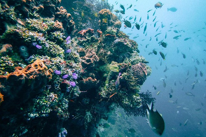 Dive at Tulamben Bali USS Liberty Ship Wreck - USS Liberty hull on two underwater sessions: what you’ll actually see