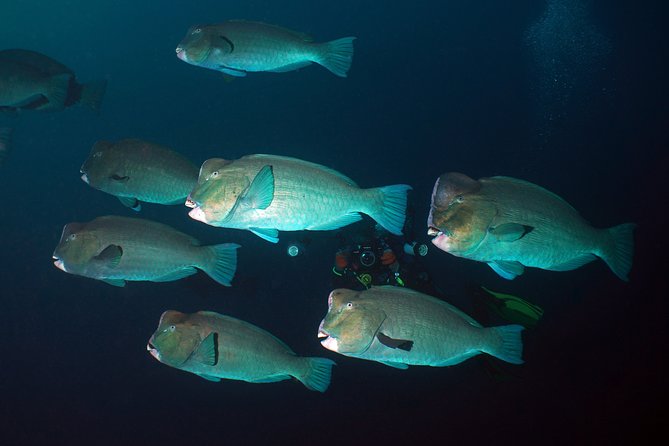 Diving at Tulamben Liberty Shipwreck 2 dives for certified divers - Key points before you go