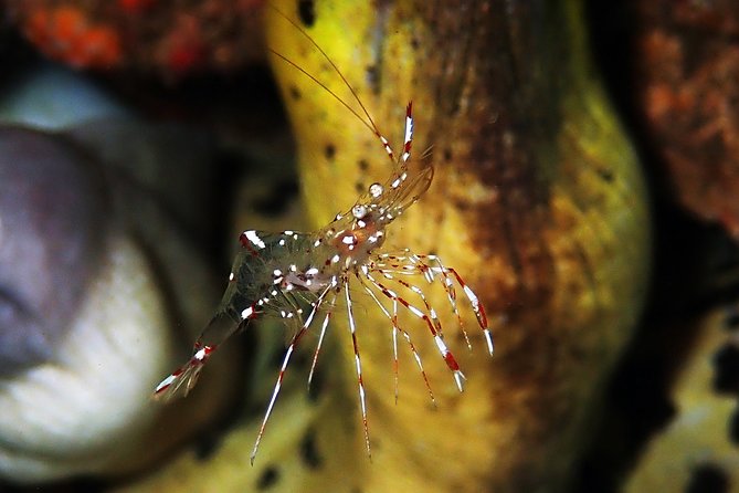 Diving at Tulamben Liberty Shipwreck 2 dives for certified divers - Price and value: what $143 is really buying