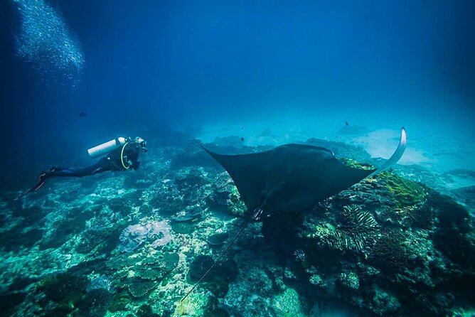 Diving in Nusa Penida - Scuba in Nusa Penida: Why This Format Works for First-Timers