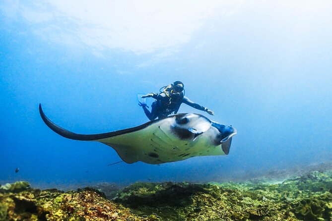 Diving in Nusa Penida - Your Day at a Glance: Timing That Keeps Things Moving