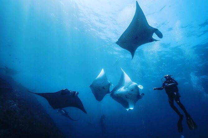 Diving with Manta Ray at Nusa Penida - Why Nusa Penida’s Manta Point is worth your Bali trip