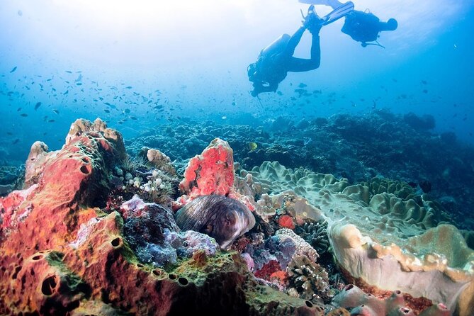 Diving with Manta Ray at Nusa Penida - What your day looks like: a tight ~4-hour schedule