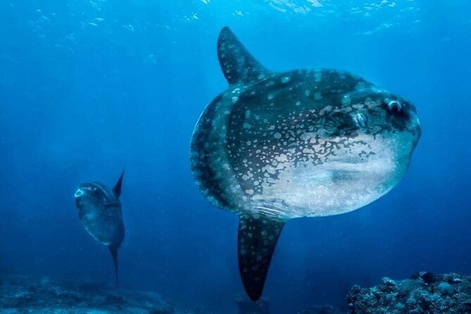 Diving with Manta Ray at Nusa Penida - Your two underwater sessions: how mantas fit into the plan
