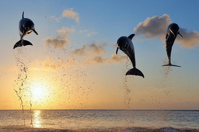 Dolphin Tour and Sunrise Watching in Lovina Beach - All Inclusive - Wanagiri Hidden Hills swing above Lake Buyan (the photo stop you’ll remember)