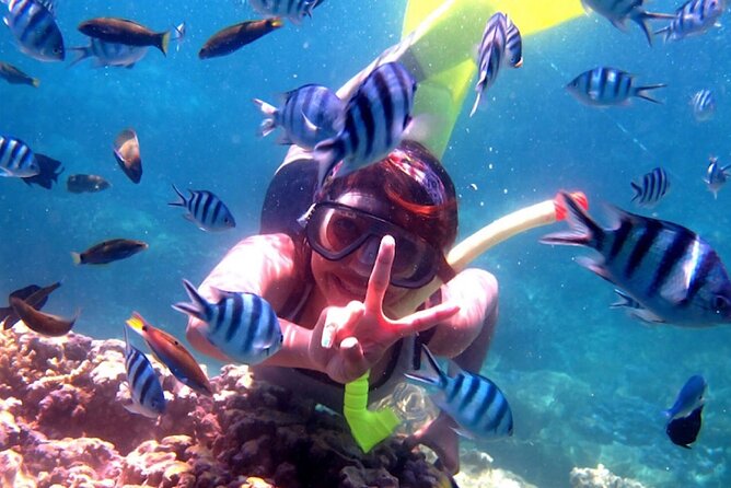 Dolphin Watching Tour, Swimming with Dolphins and Snorkeling - Why Lovina’s sunrise dolphin search feels different