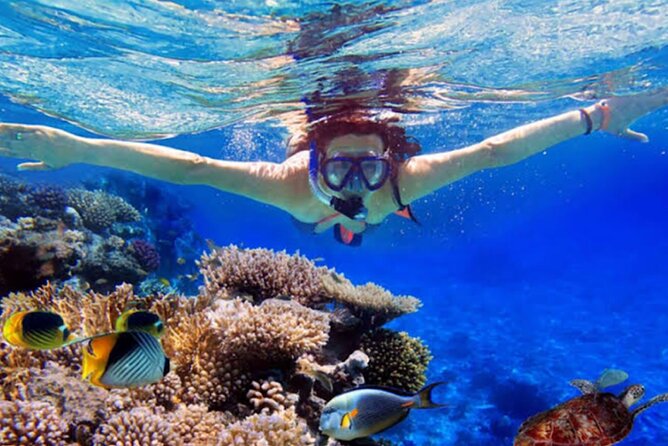 Dolphin Watching Tour, Swimming with Dolphins and Snorkeling - On the water: spotting dolphins (and why patience is part of the deal)