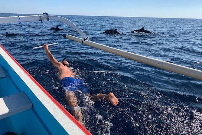 Dolphin Watching Tour, Swimming with Dolphins and Snorkeling - Swimming with dolphins: what you actually do after you spot them