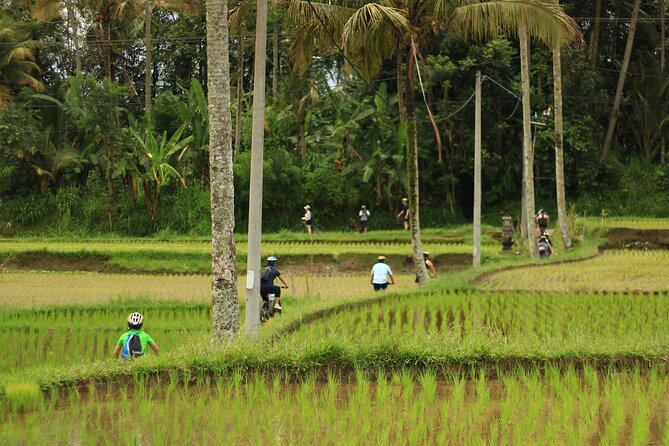 Downhill Cycling Ubud with Volcano, Rice Terrace and Educational - Price and value: what $25 includes that most tours charge extra for