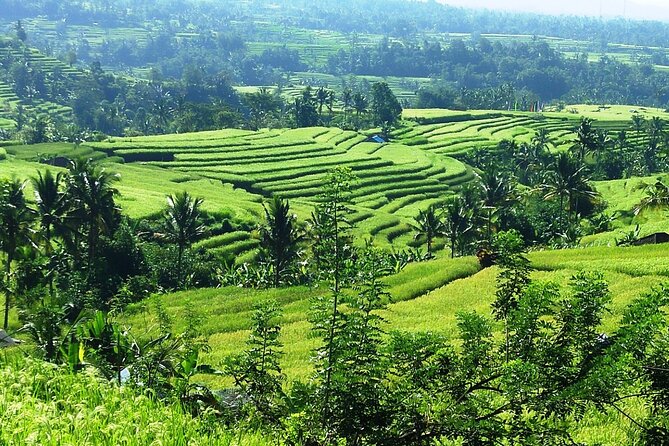 Electric bicycle tour in Jatiluwih UNESCO site - The lunch stop: nasi campur in a rural setting