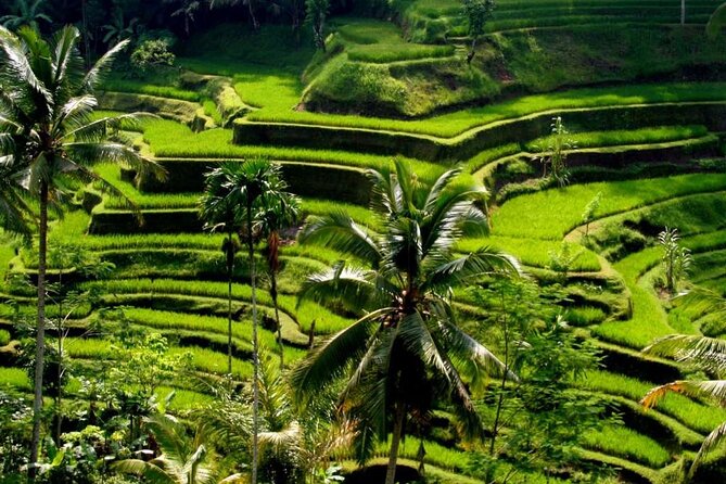 Exclusive Ubud Experience: Nature, Culture & Adventure in One Day - Key Things You’ll Like Most in This One-Day Ubud Plan