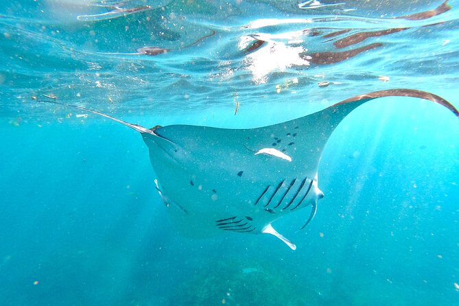 Explore 4 iconic snorkeling spots of Manta Bay in Nusa Penida - Price and what you truly get for $27