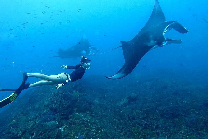 Explore 4 iconic snorkeling spots of Manta Bay in Nusa Penida - Small-group timing and the GoPro photo/video setup