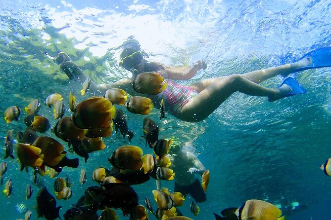 Explore 4 iconic snorkeling spots of Manta Bay in Nusa Penida - Stop 1: your first swim with colorful small fish
