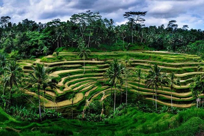 Fantastic Ubud Tour with Jungle Swing - Sacred Monkey Forest Sanctuary: unforgettable… and you need to respect it