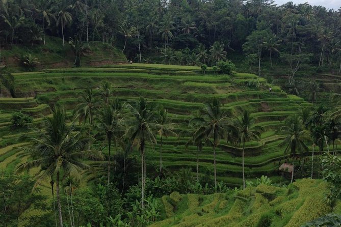 Favorite Sites of Ubud Daytrip - Price and What $32 Really Buys You
