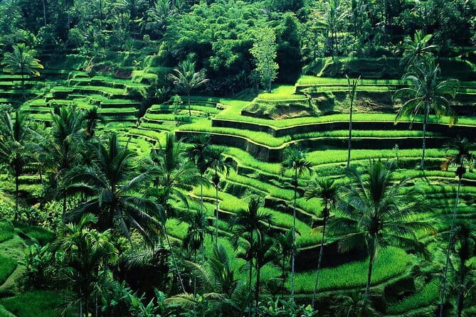 Full Day ATV Ride, Monkey Forest,Tegalalang Rice Terrace - Key things that make this day work